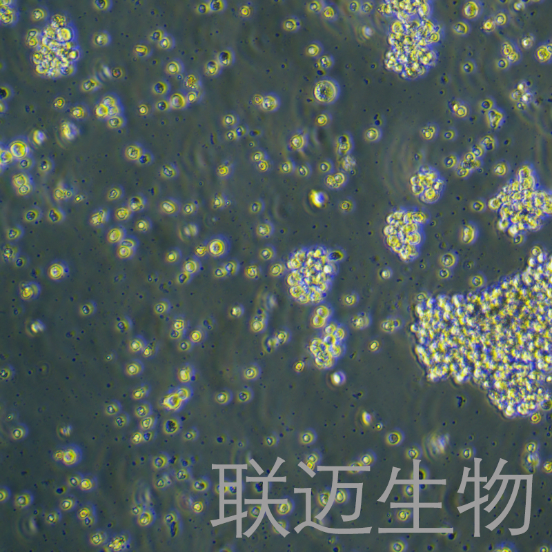 HuT102细胞（T淋巴瘤细胞）LM8C0121