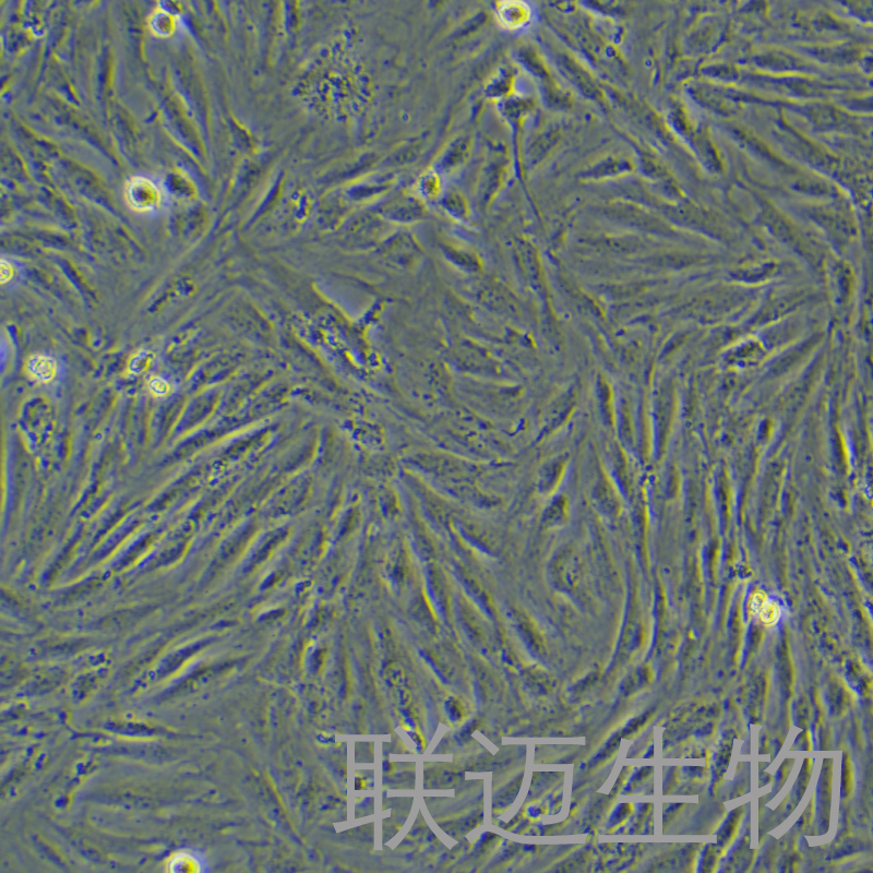 H9c2细胞（大鼠心肌细胞）LM8C0089
