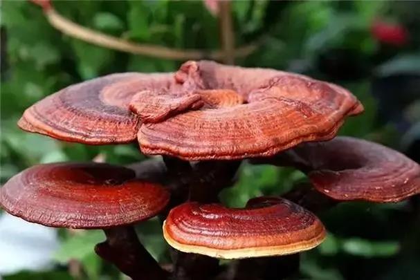 灵芝提取物  灵芝多糖    灵芝三萜