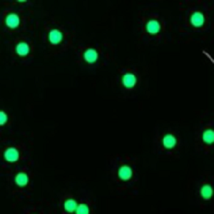Green fluorescent microspheres，绿色荧光修饰微球100nm