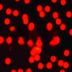 Red Fluorescent Microspheres??，红色荧光修饰微球100nm