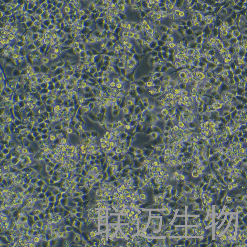 RSC96细胞（大鼠雪旺细胞）LM8C0202