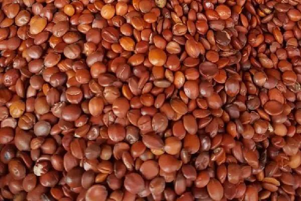 酸枣仁提取物    酸枣仁皂苷