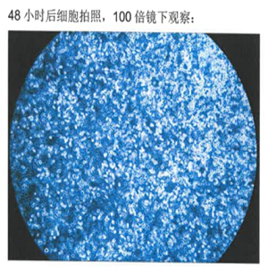 96-well cell culture plate，细胞培养修饰96孔板