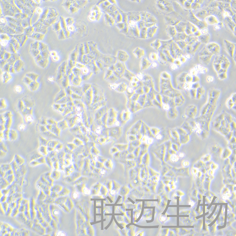 NCI-H460[H460]细胞（大细胞肺癌细胞STR鉴定正确）LM8C0299