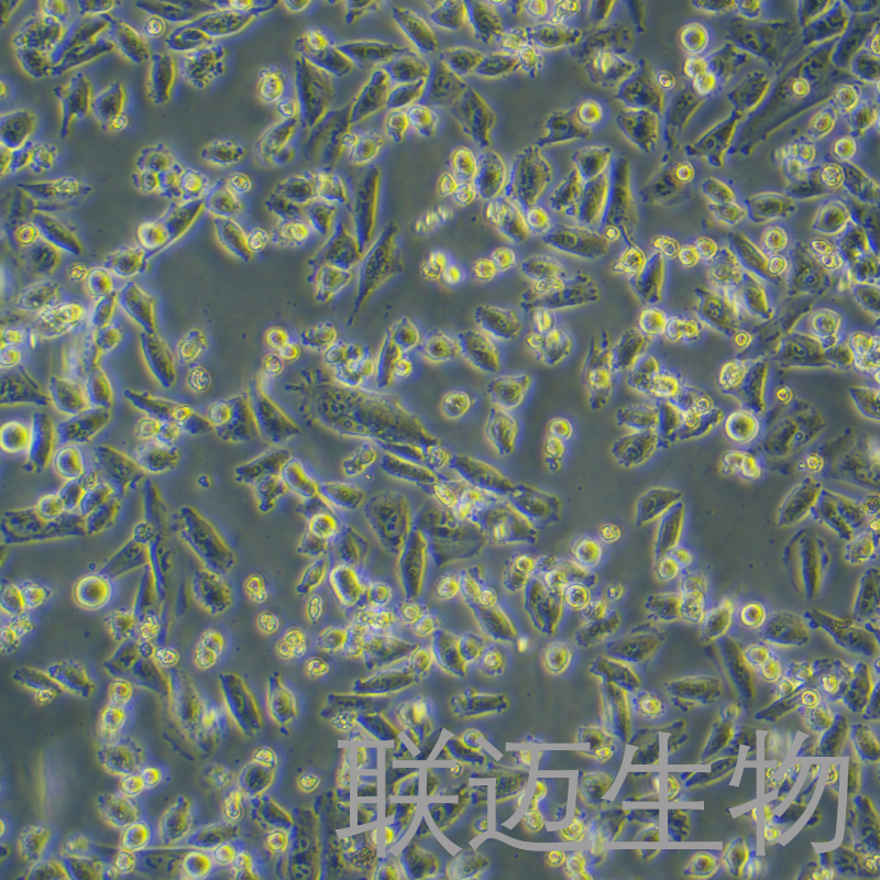 NCI-H1703细胞（肺鳞癌细胞STR鉴定正确）LM8C0390