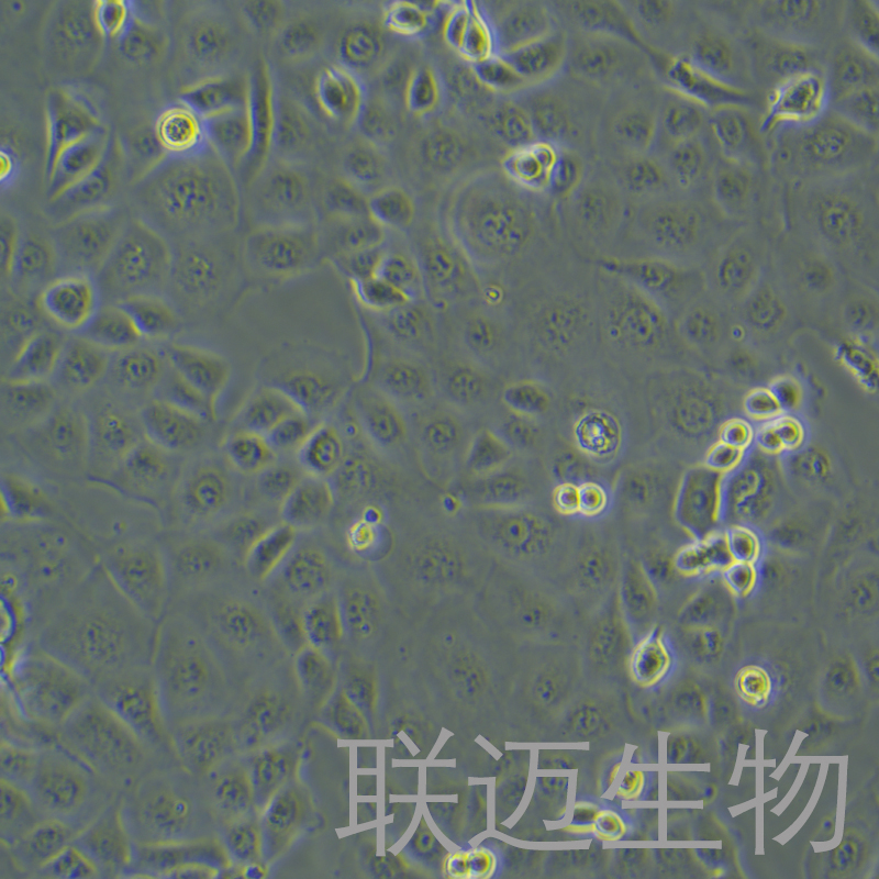 SF763细胞（脑瘤细胞）LM8C0437