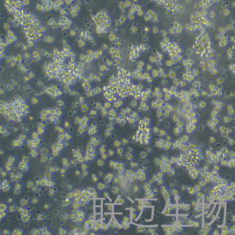 DT40细胞（鸡淋巴瘤细胞）LM8C0555