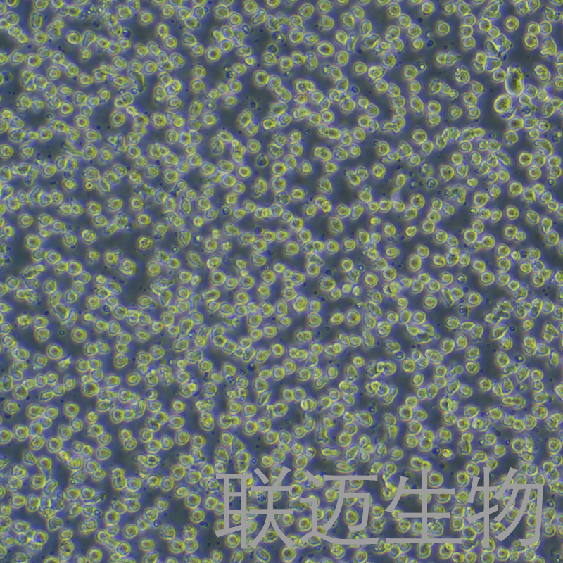 U-937细胞（组织细胞淋巴瘤细胞STR鉴定正确）LM8C0239