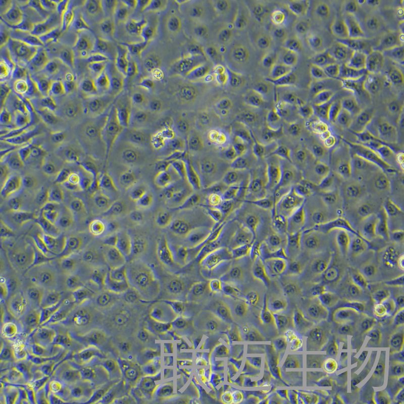 NCI-H1650细胞（非小细胞肺癌细胞STR鉴定正确）LM8C0166