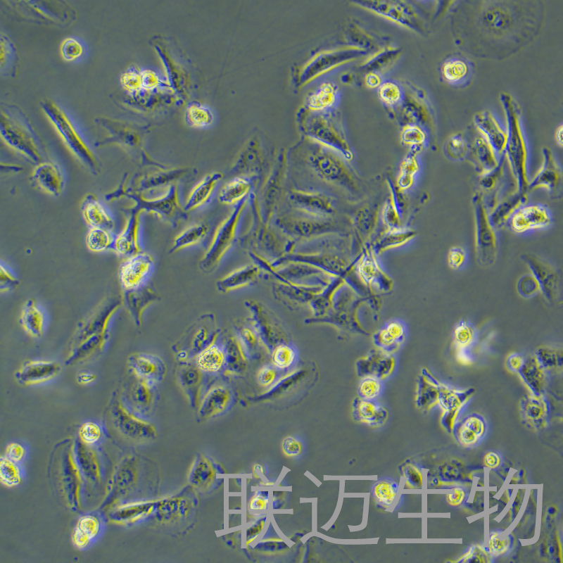 MDA-MB-231细胞（乳腺癌细胞STR鉴定正确）LM8C0150