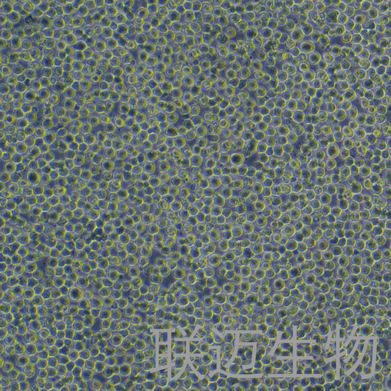 K-562[K562]细胞（慢性髓原白血病细胞STR鉴定正确）LM8C0130