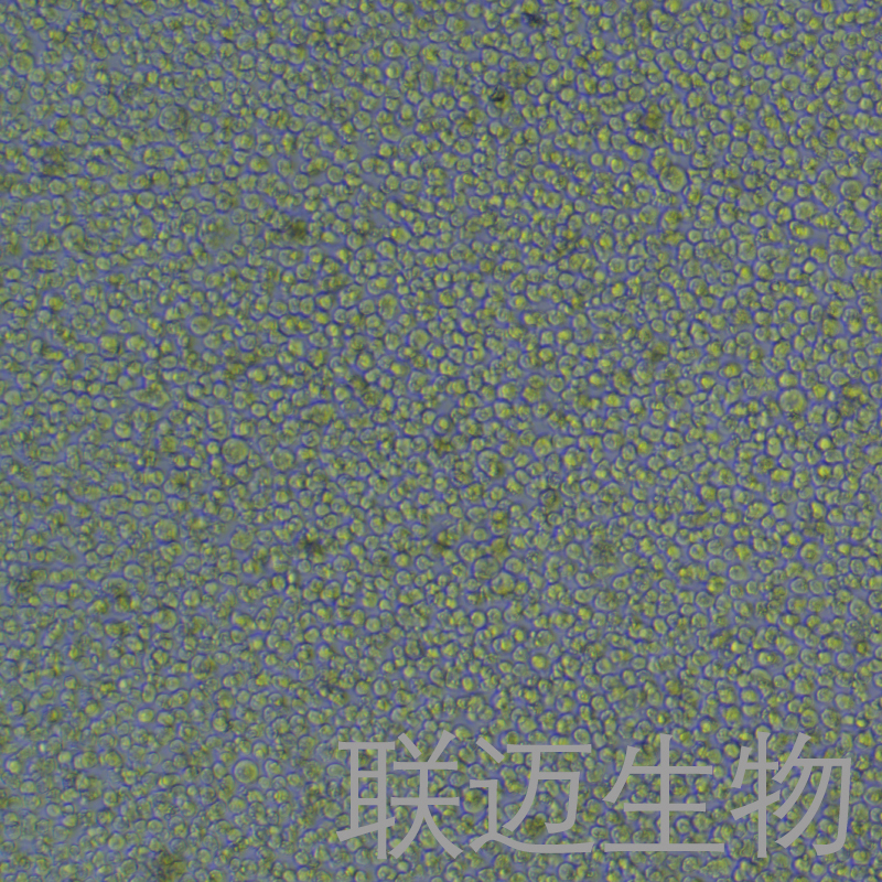 KG-1细胞（急性骨髓性白血病细胞STR鉴定正确）LM8C0132