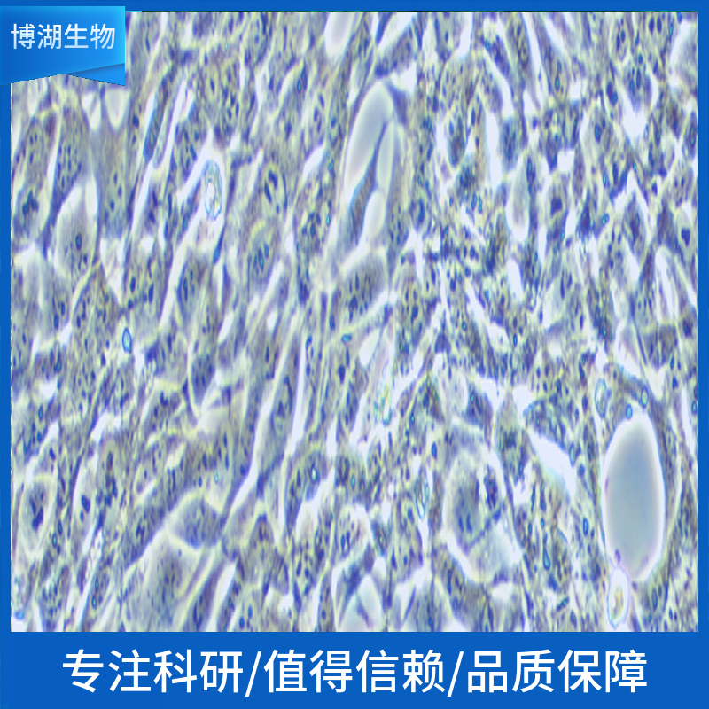 ATDC5小鼠胚胎瘤细胞