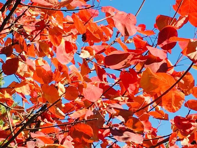 漆黄素     黄栌提取物   非瑟酮