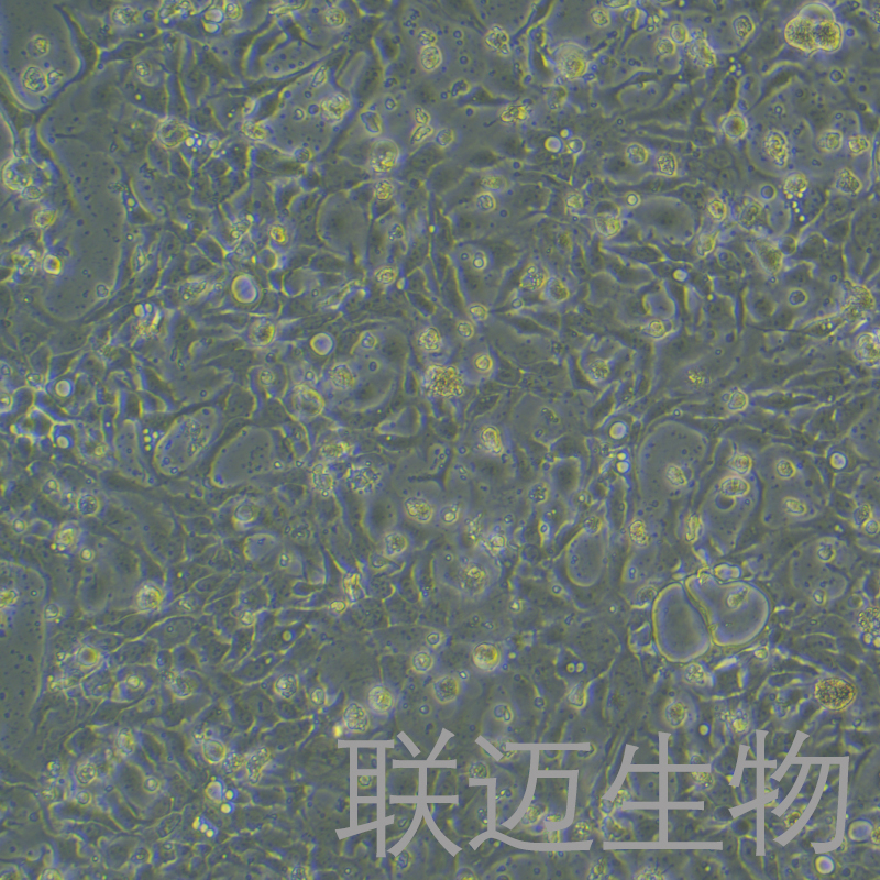 BT-20细胞（乳腺癌细胞）LM8C0324