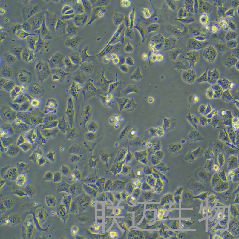 HuTu-80细胞（十二脂肠腺癌STR鉴定正确）LM8C0365