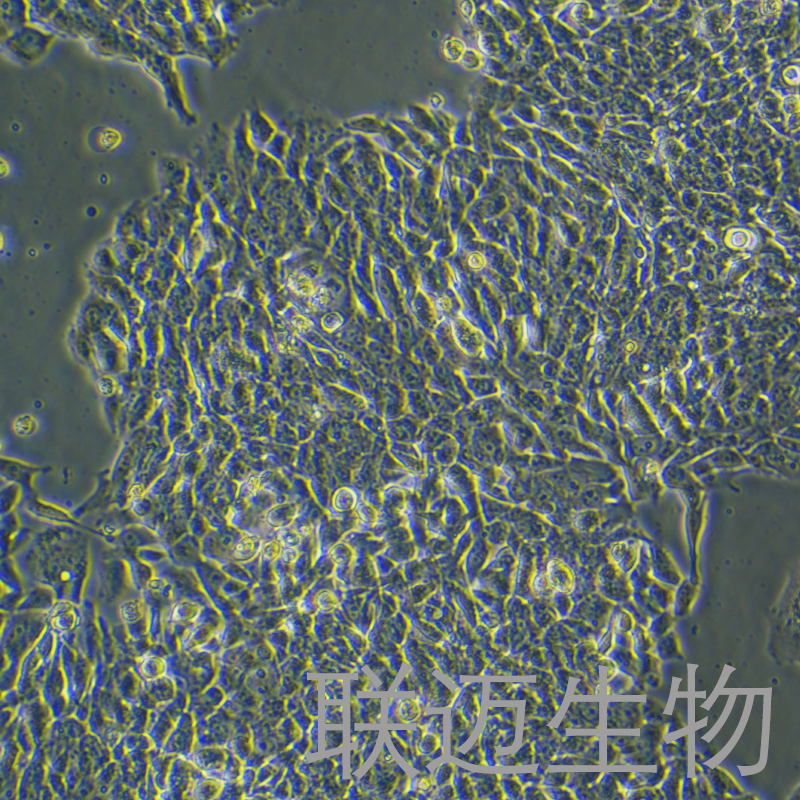 NCI-H358细胞（人非小细胞肺癌细胞STR鉴定正确）LM8C0400