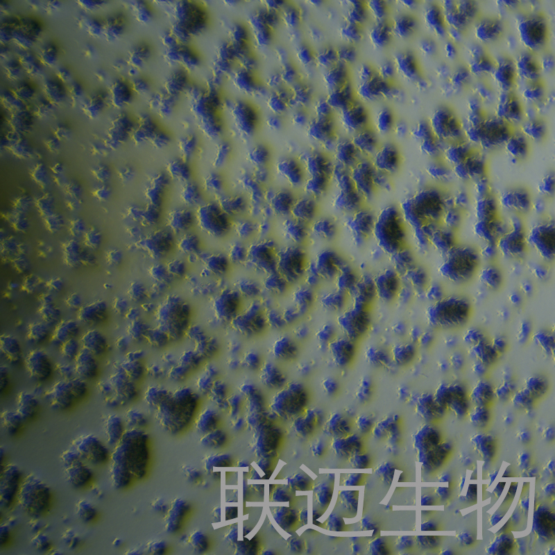 H9细胞（T淋巴细胞系STR鉴定正确）LM8C0499