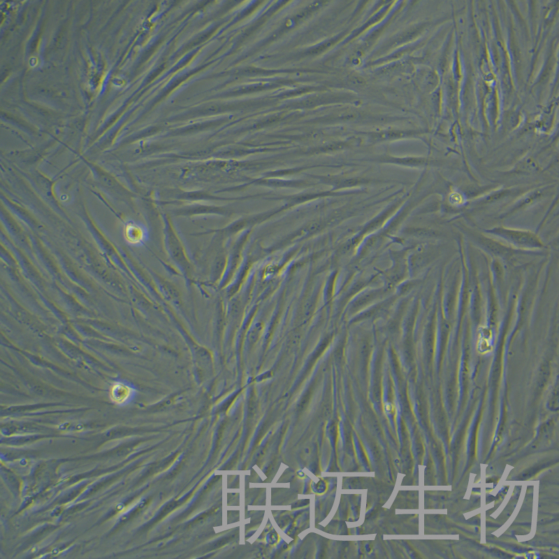 HFF细胞（包皮成纤维细胞）LM8C0625