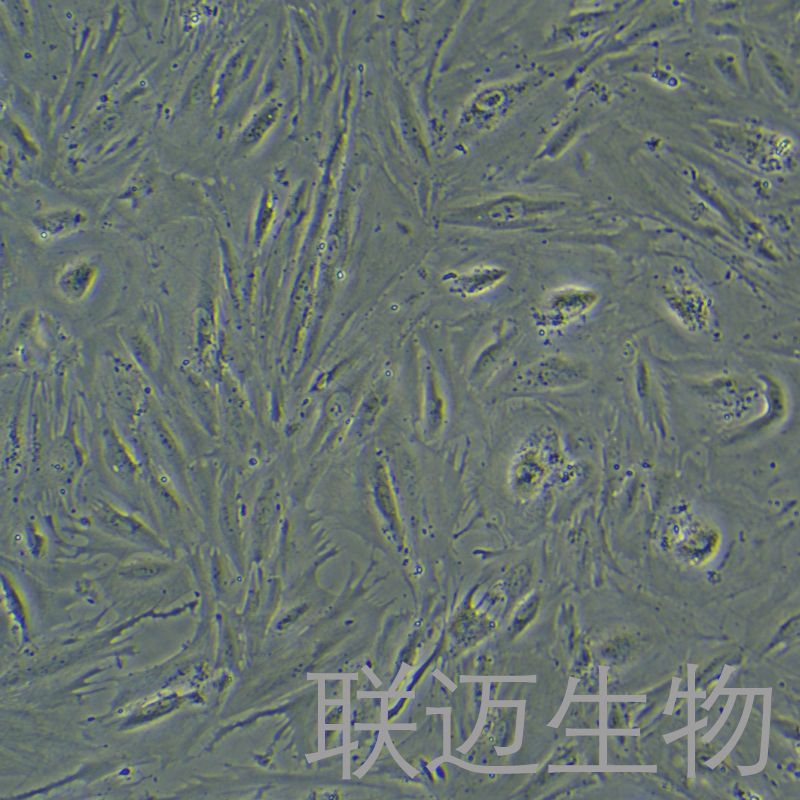 CCD-18Co细胞（结肠组织细胞）LM8C0591