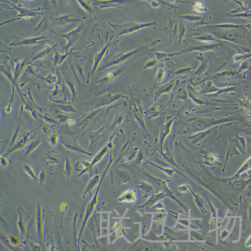 FHs74Int细胞（小肠上皮细胞）LM8C0592