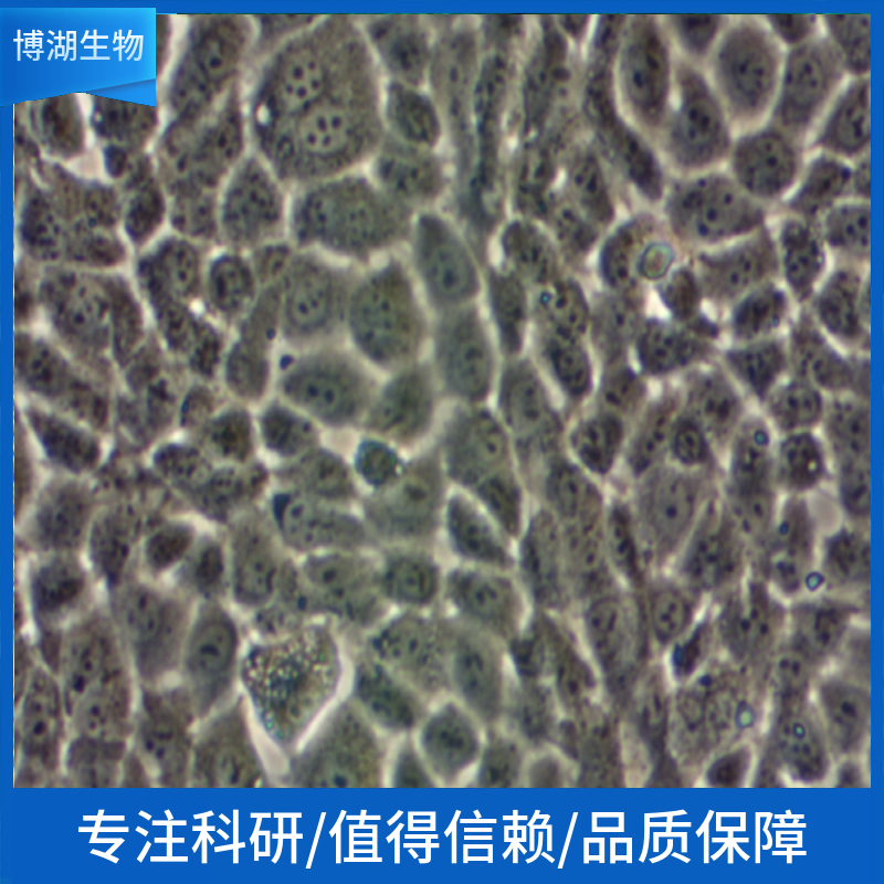 BHK-21(C-13)仓鼠肾成纤维细胞