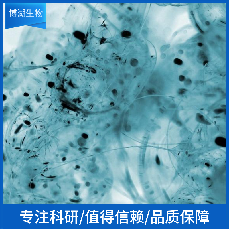 HAPI（小鼠小胶质细胞）