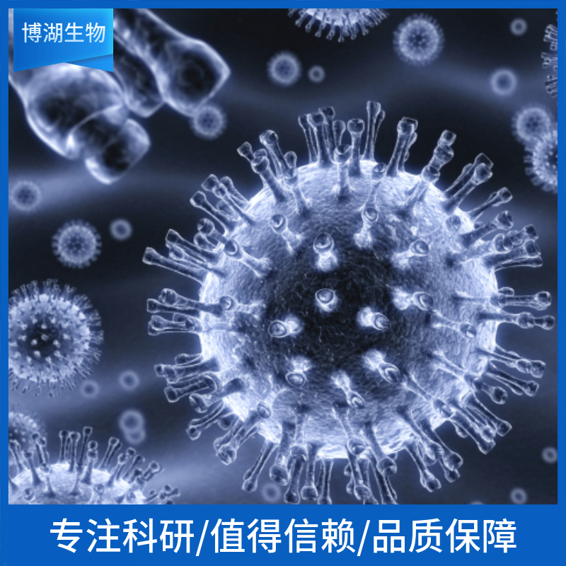 HA-VSMC(人升主动脉平滑肌细胞)