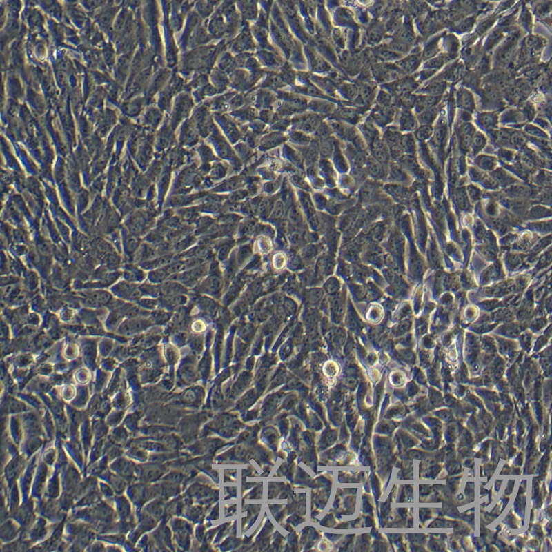 A2058细胞（皮肤癌细胞STR鉴定正确）LM8C0652