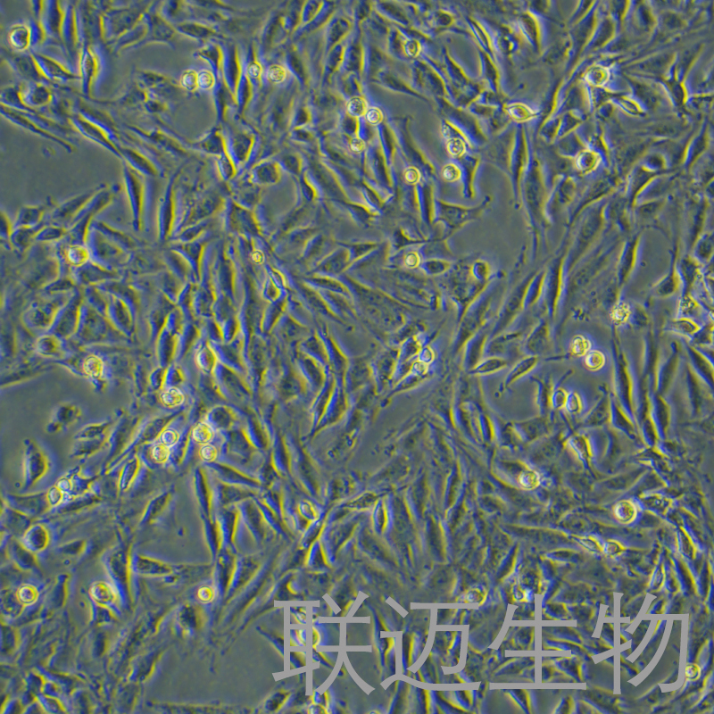 L6细胞（大鼠成肌细胞）LM8C0136