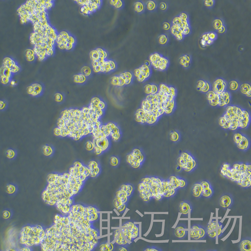 NR8383[AgC11x3A;NR8383.1]细胞（大鼠肺泡巨噬细胞）LM8C0172