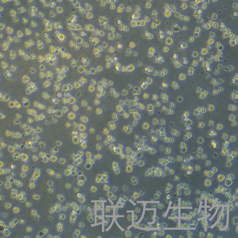 MMQ细胞（大鼠垂体瘤细胞）LM8C0590