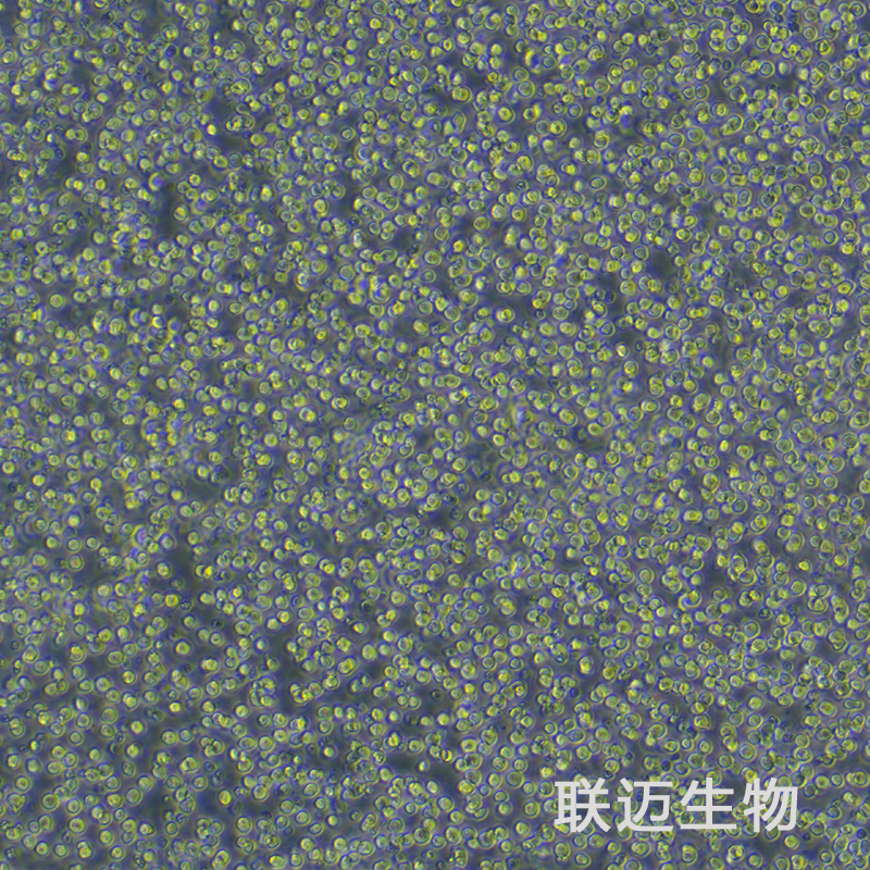 M-NFS-60[NFS-60]细胞（小鼠髓性白血病淋巴细胞/小鼠白血病G-CSF依赖性细胞）LM8C0301