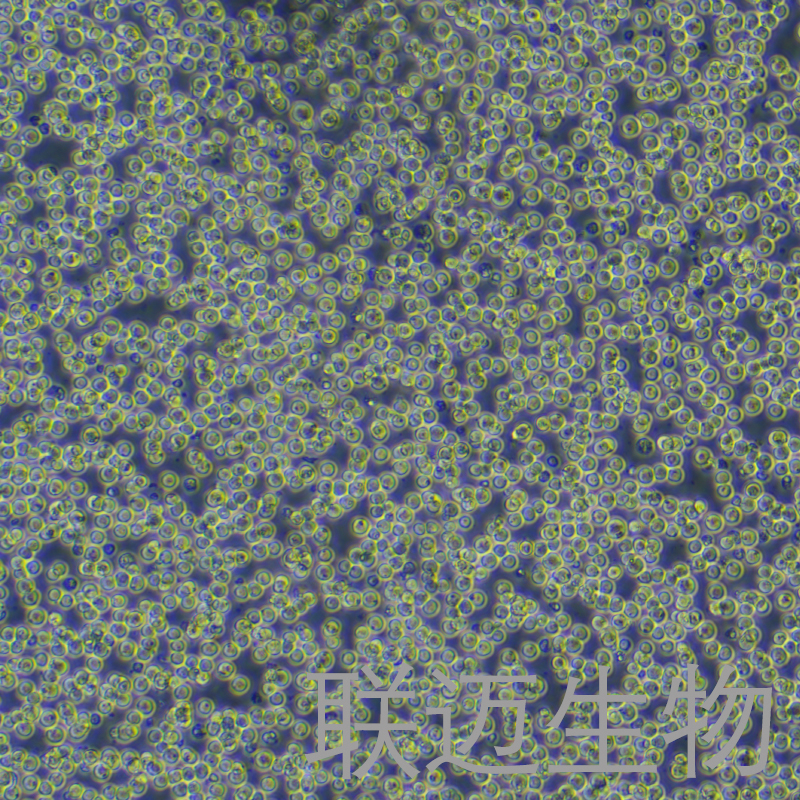 CTLL-2细胞（小鼠T细胞）LM8C0331