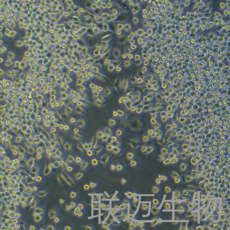 J774A.1细胞（小鼠单核巨噬细胞）LM8C0370