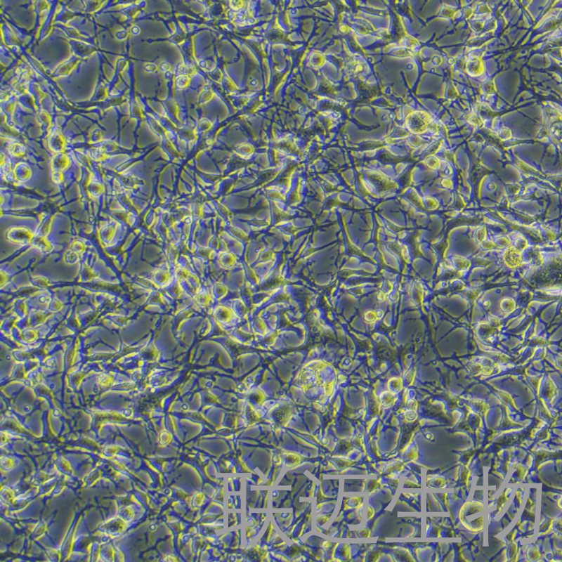 K7M2wt[K7M2-WT]细胞（小鼠骨肉瘤成骨细胞）LM8C0371