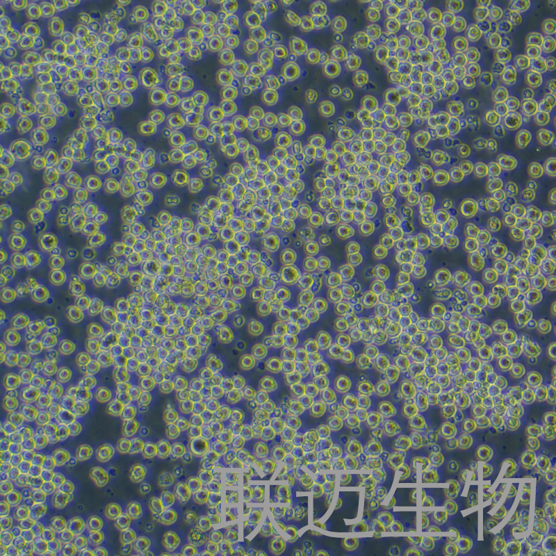 AE-2细胞（小鼠杂交瘤细胞抗AChE）LM8C0472