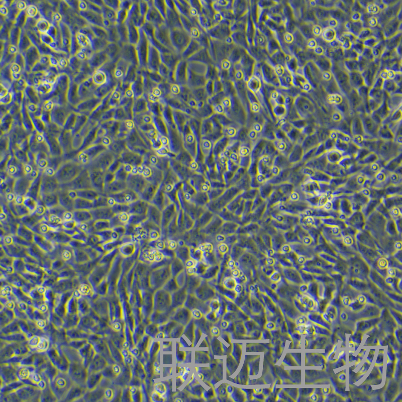 HT22细胞（小鼠海马神经元细胞）LM8C0595