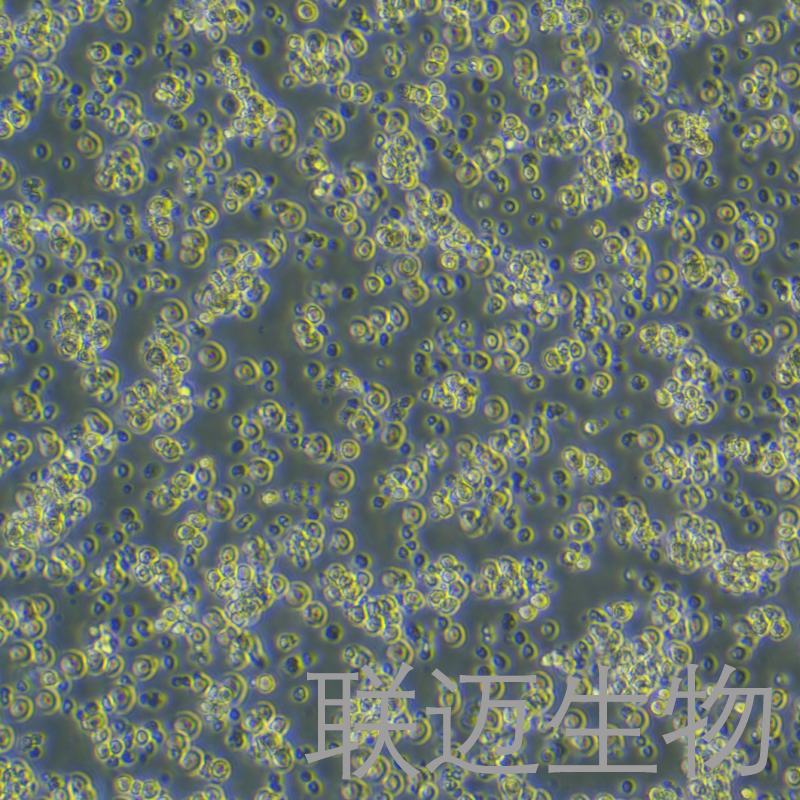 MH-S细胞（小鼠肺泡巨噬细胞）LM8C0597