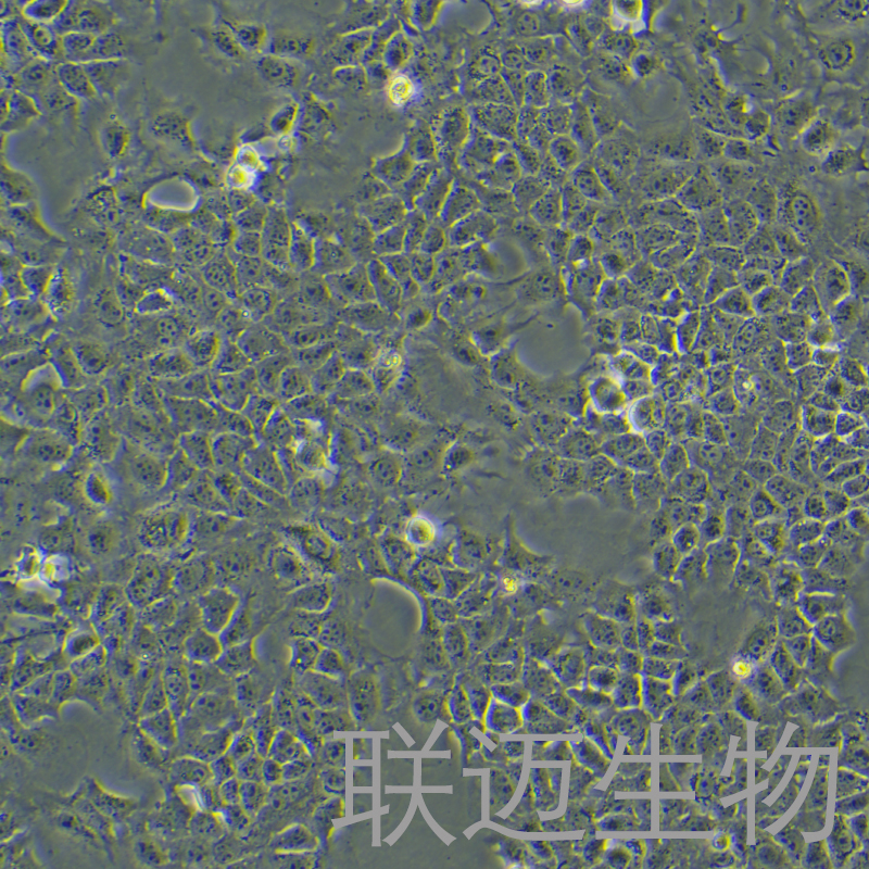AML-12细胞（小鼠正常肝细胞）LM8C0602