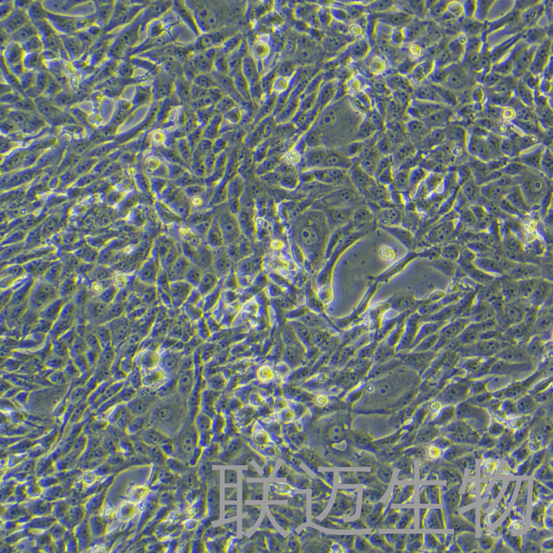 MDBK[NBL-1]细胞（牛肾细胞）LM8C0153
