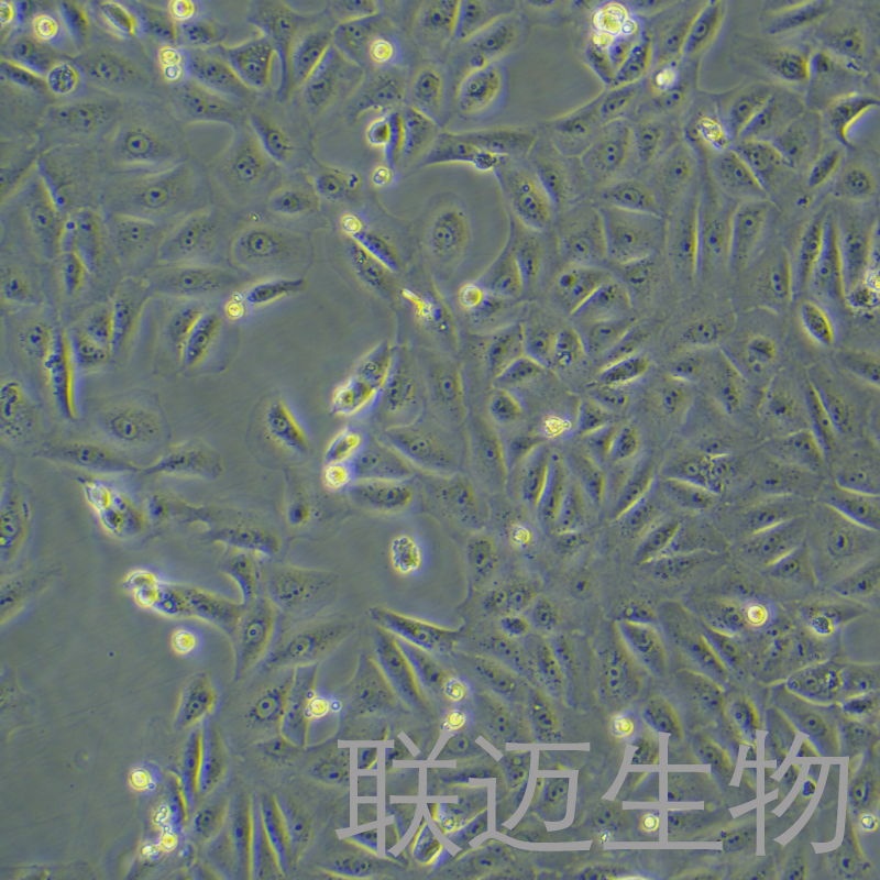 VEROC1008[VeroE6]细胞（非洲绿猴肾细胞） LM8C0491