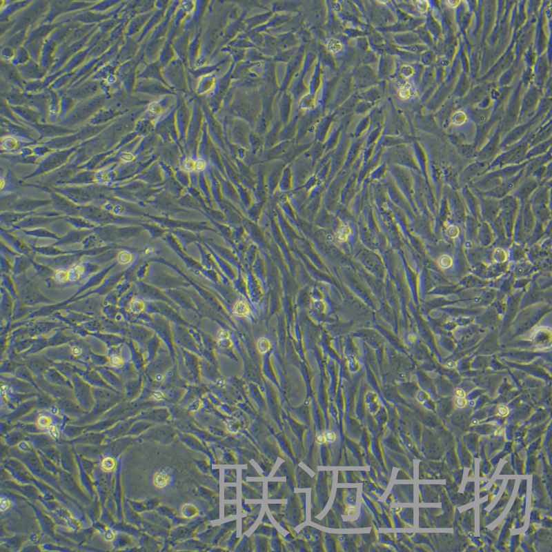UMNSAH/DF-1细胞（鸡胚成纤维细胞）LM8C0279