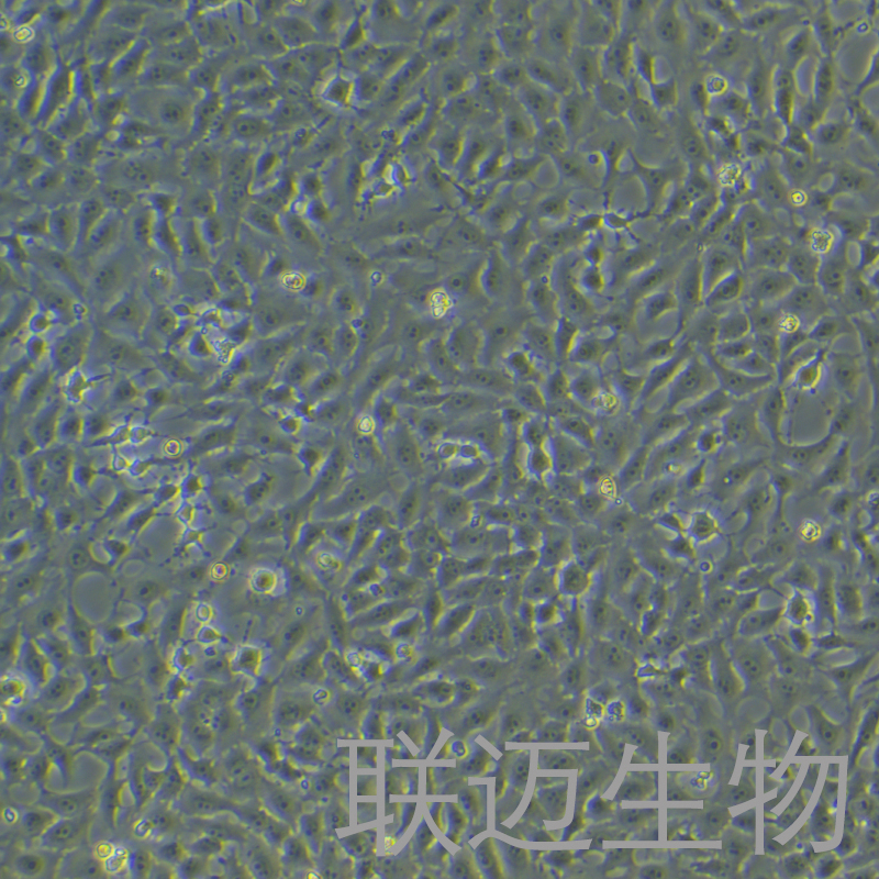 Mv.1.Lu[NBL-7;Mv1Lu]细胞（貂肺上皮细胞）LM8C0489