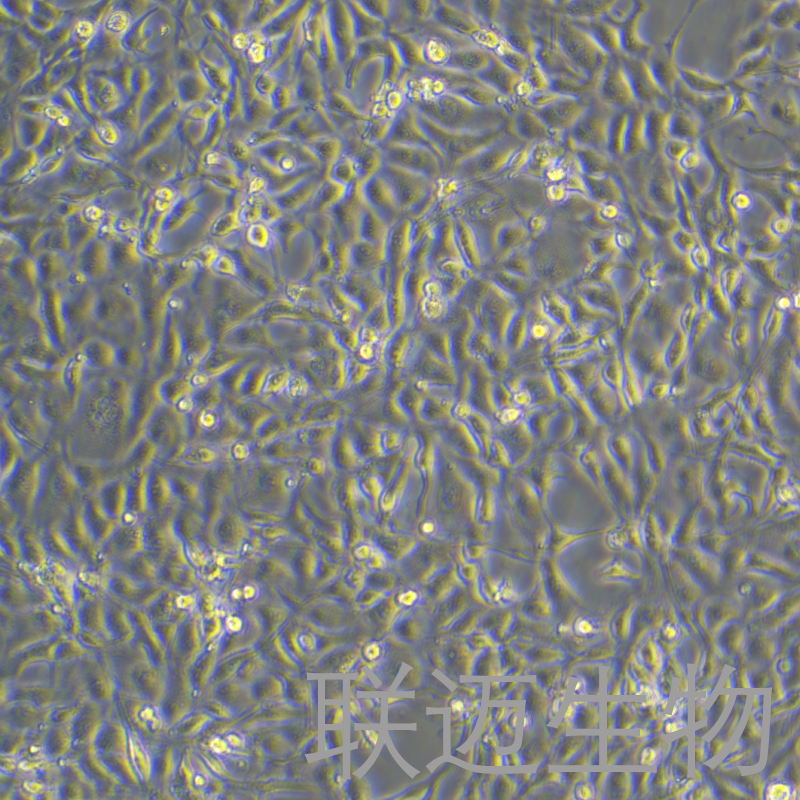 RK-13细胞（兔肾细胞系）LM8C0501