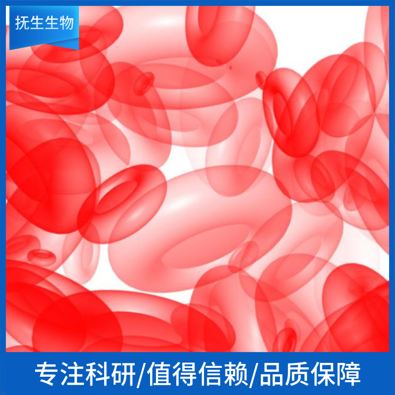 人慢性粒细胞白血病细胞;KCL-22