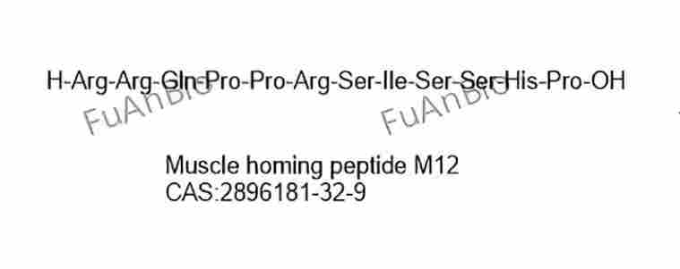 Muscle homing peptide M12