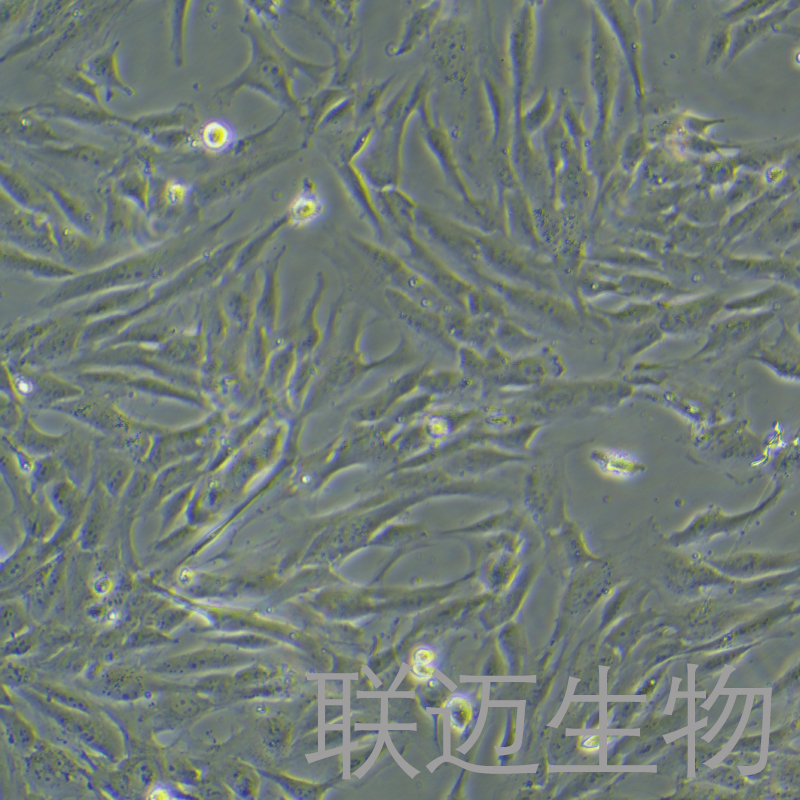hFOB1.19细胞（人SV40转染成骨细胞STR鉴定正确）LM8C0353