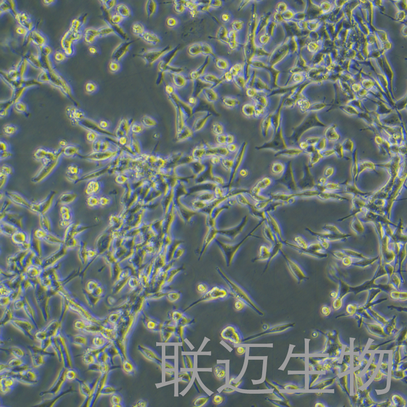 NCI-H446[H446]细胞（小细胞肺癌细胞STR鉴定正确）LM8C0401